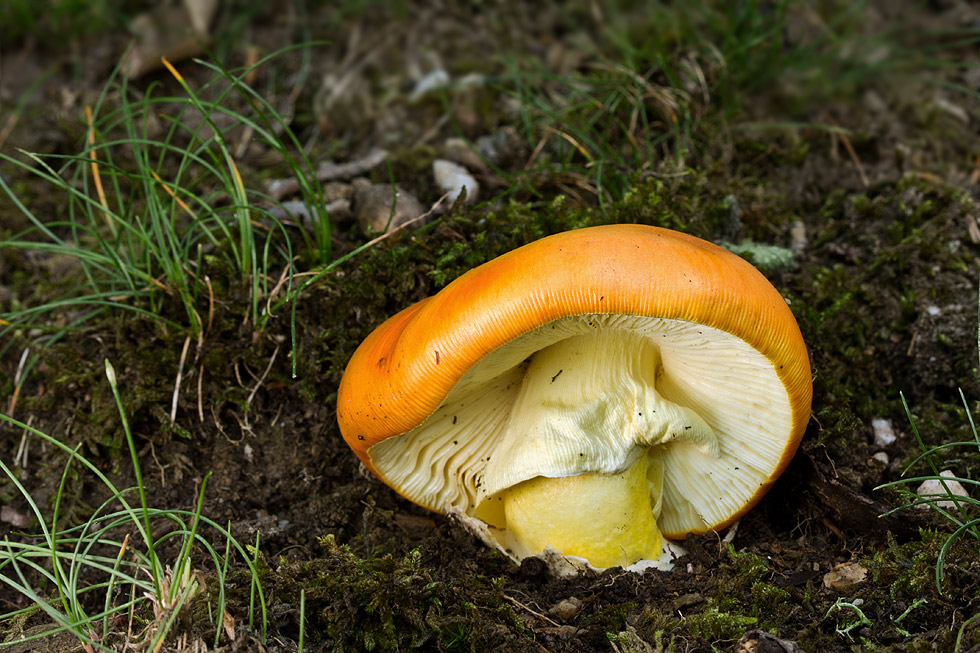 Amanita caesarea