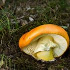 Amanita caesarea