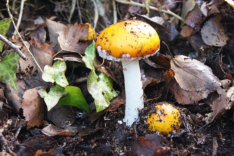 Amanita ceciliae