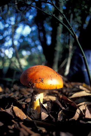 Amanita cesarea - Fungo - Sardegna