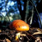 Amanita cesarea - Fungo - Sardegna