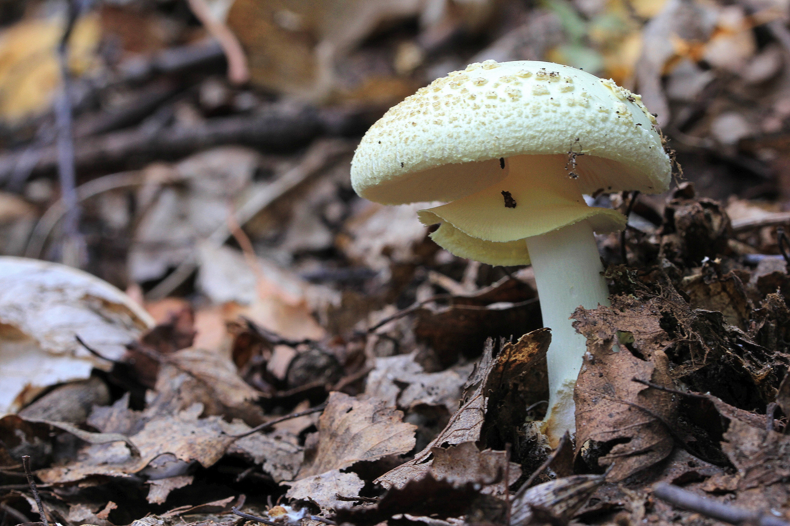 Amanita citrina