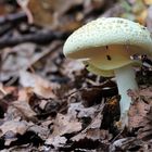 Amanita citrina