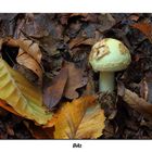 -amanita citrina-