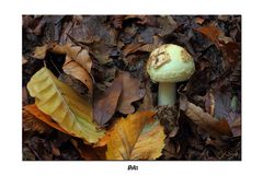 -amanita citrina-