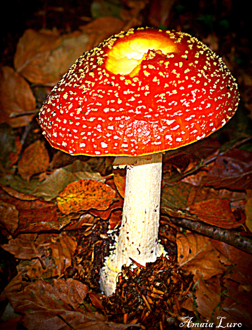 amanita