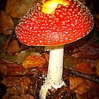 amanita