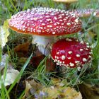 Amanita