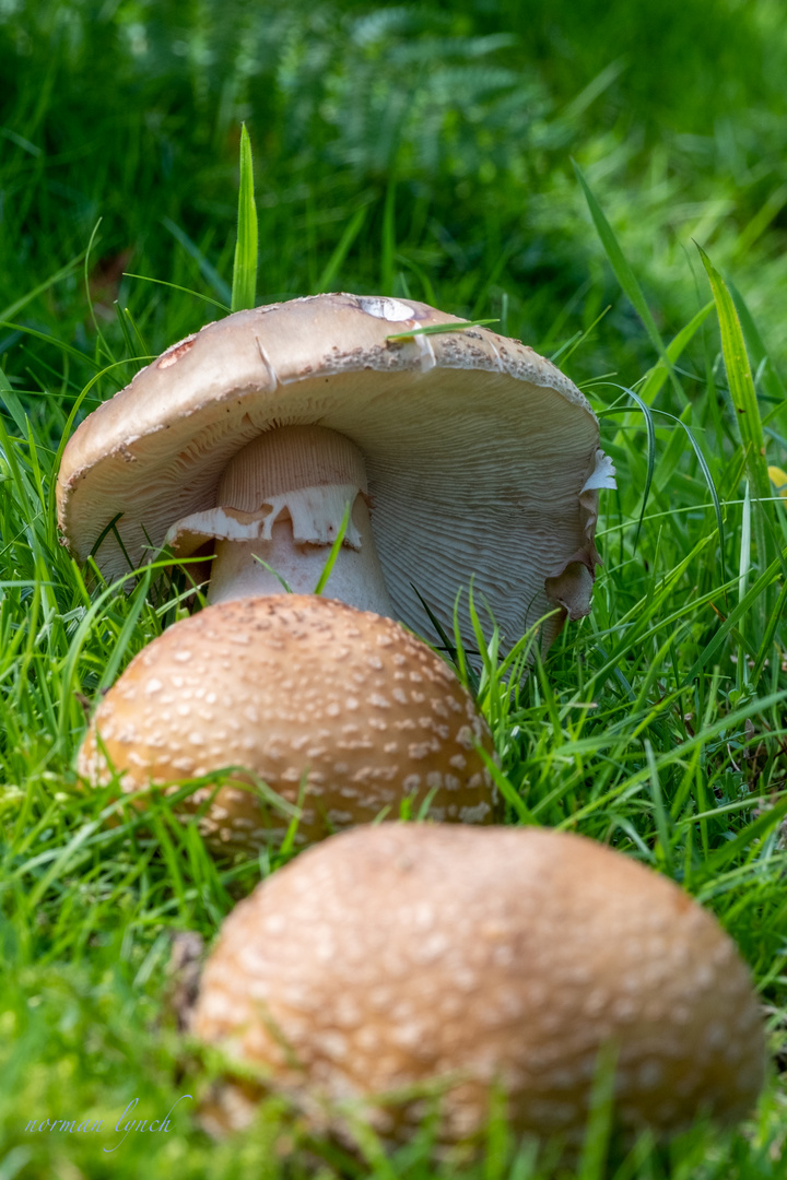    Amanita excelsa 