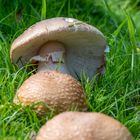    Amanita excelsa 