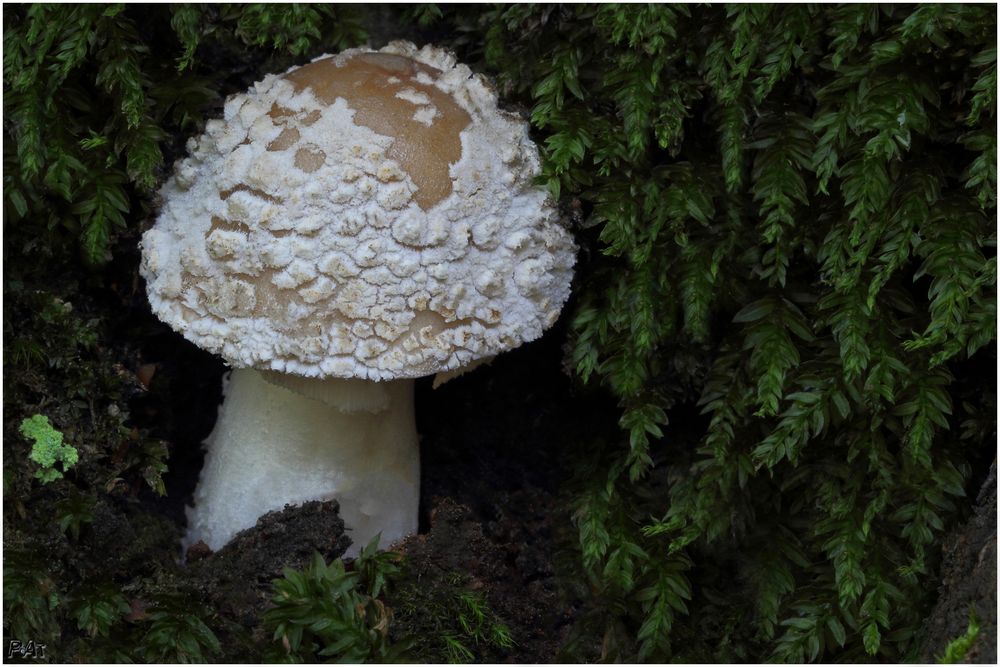 -amanita excelsa / a.spissa-