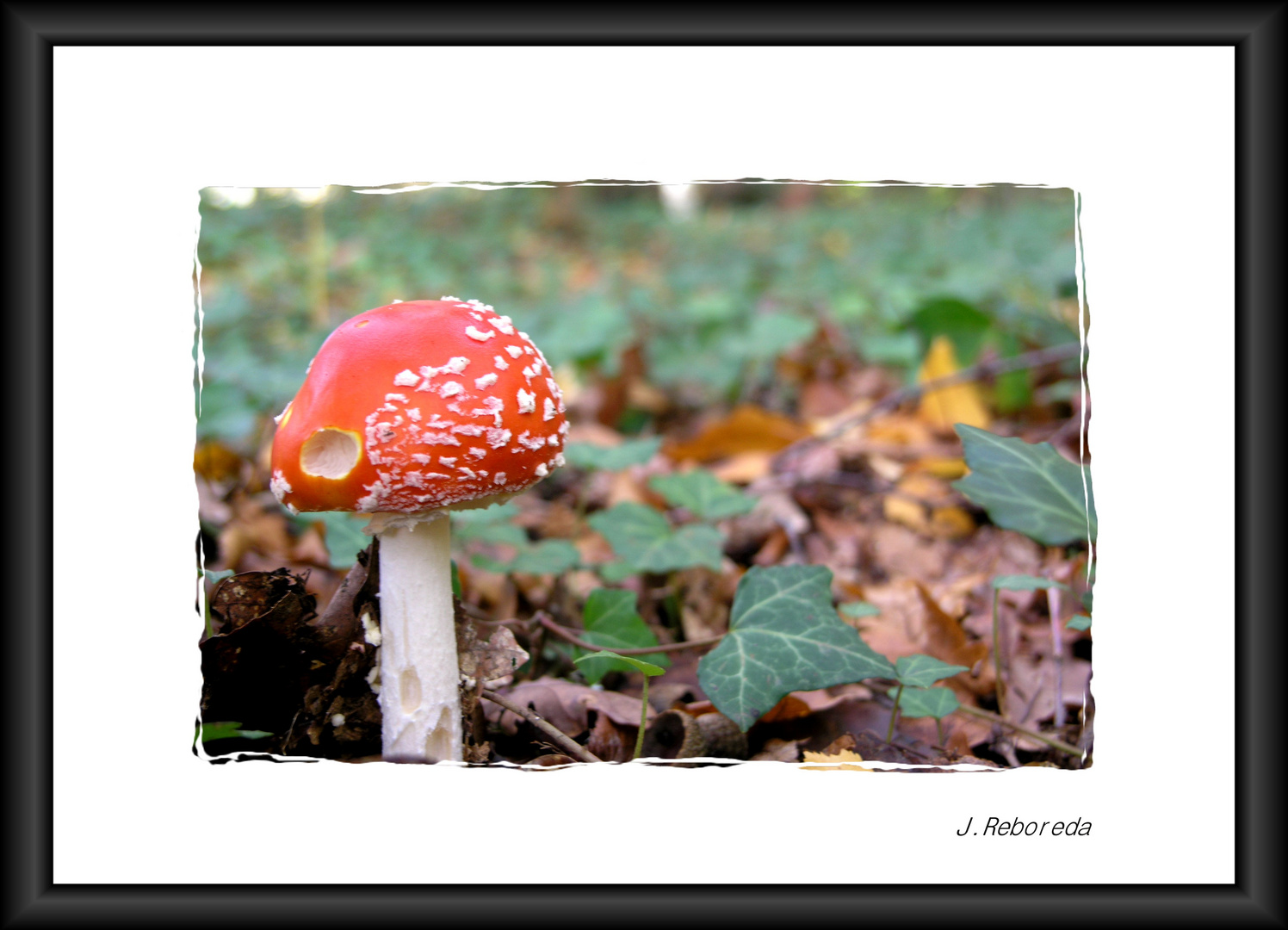 Amanita