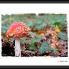 Amanita