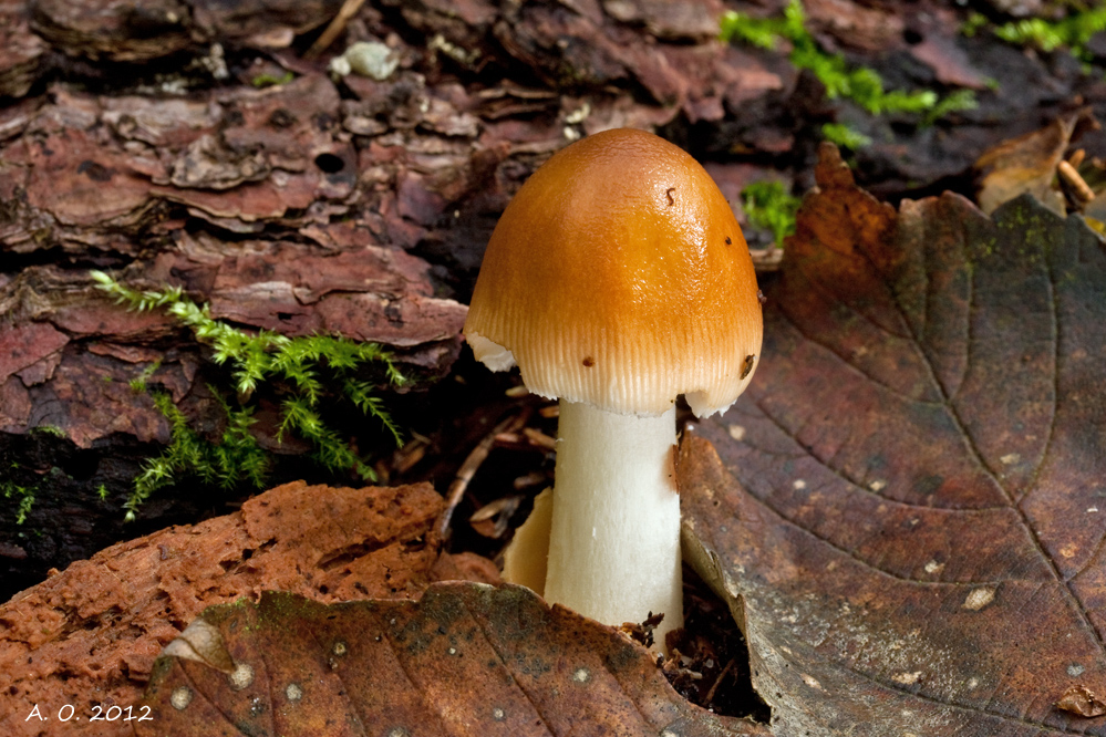 Amanita fulva