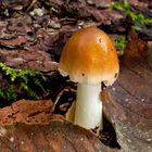 Amanita fulva