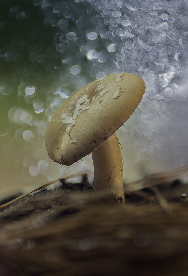 amanita gemmata.sr