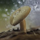 amanita gemmata.sr