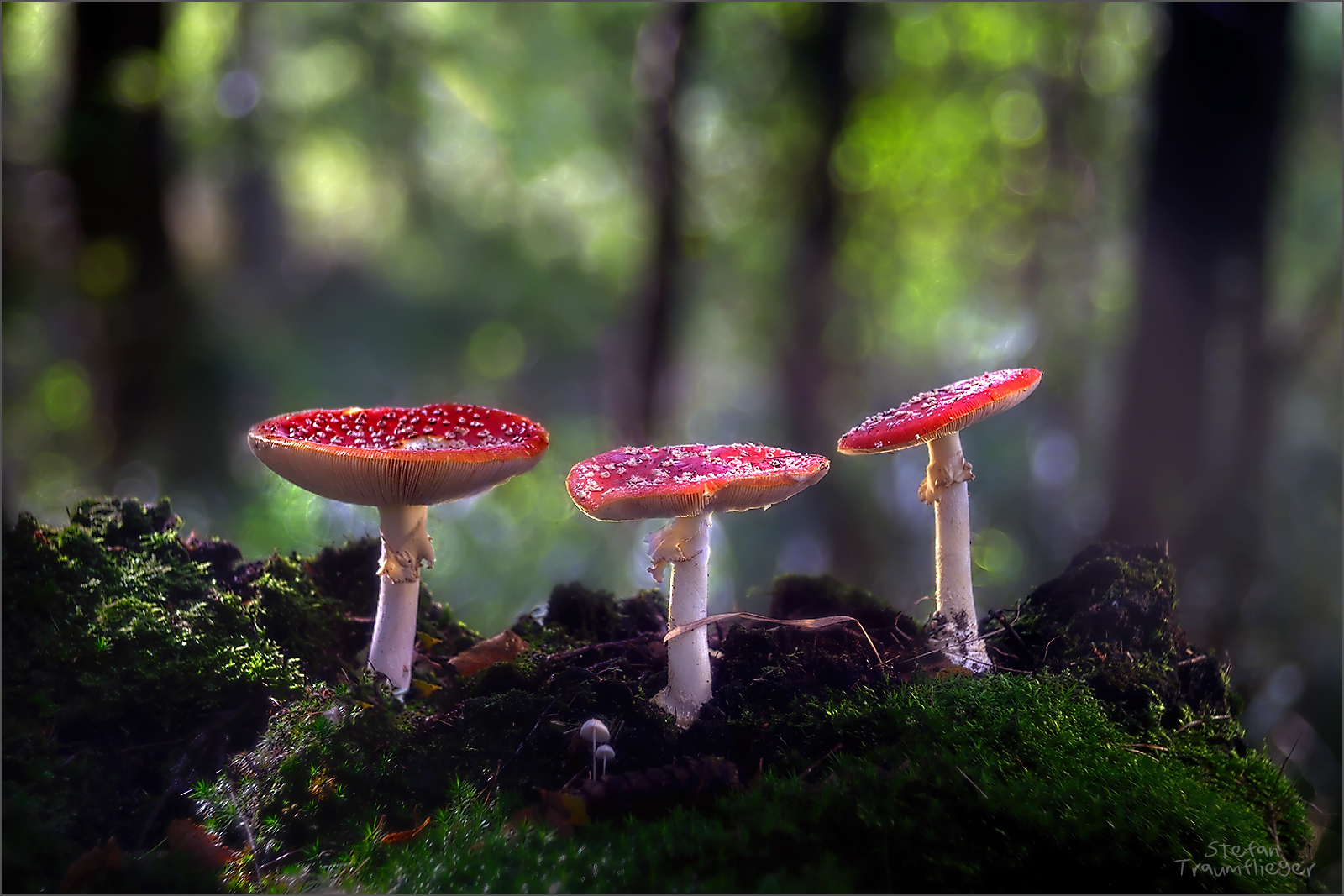 Amanita Glamour