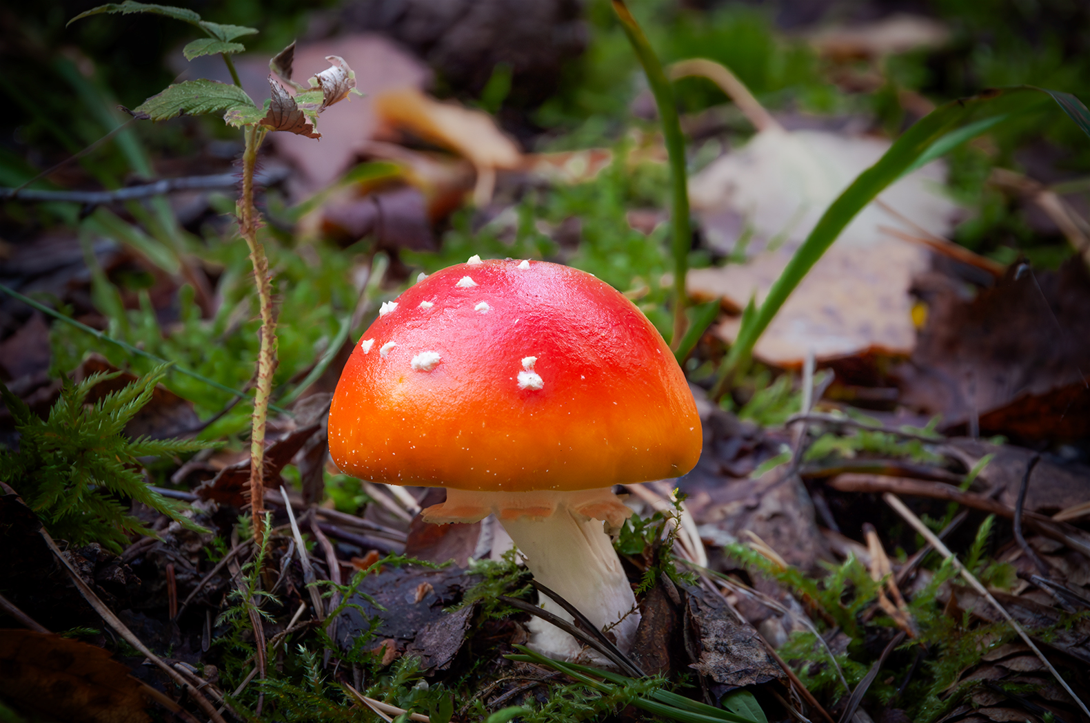 Amanita muscaria