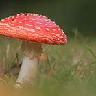 Amanita muscaria