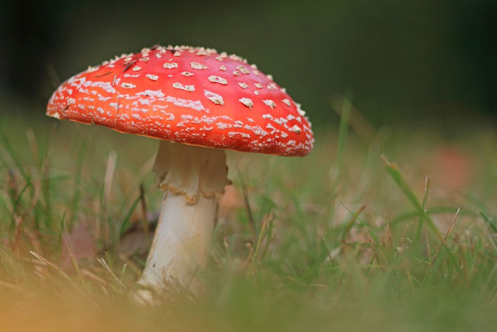 Amanita muscaria