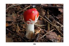 -amanita muscaria-