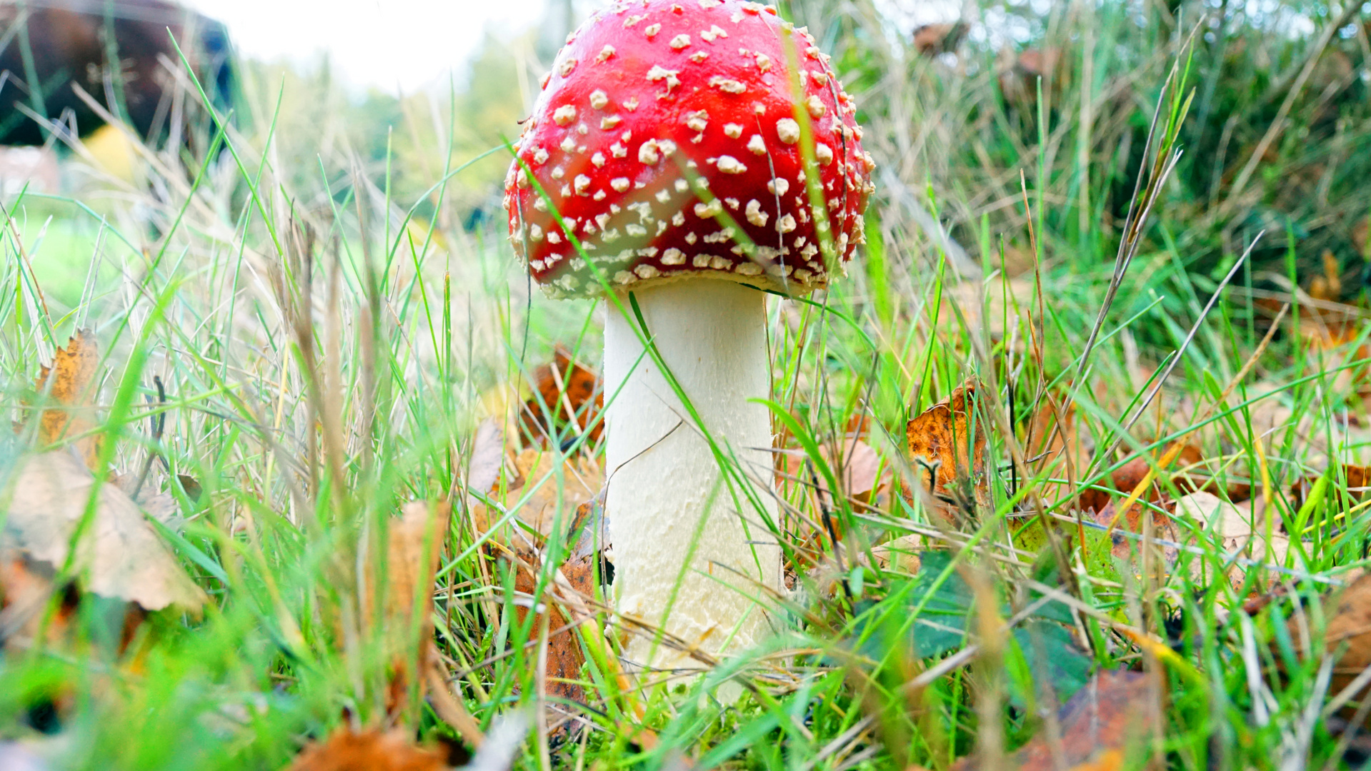 Amanita muscaria