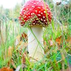 Amanita muscaria