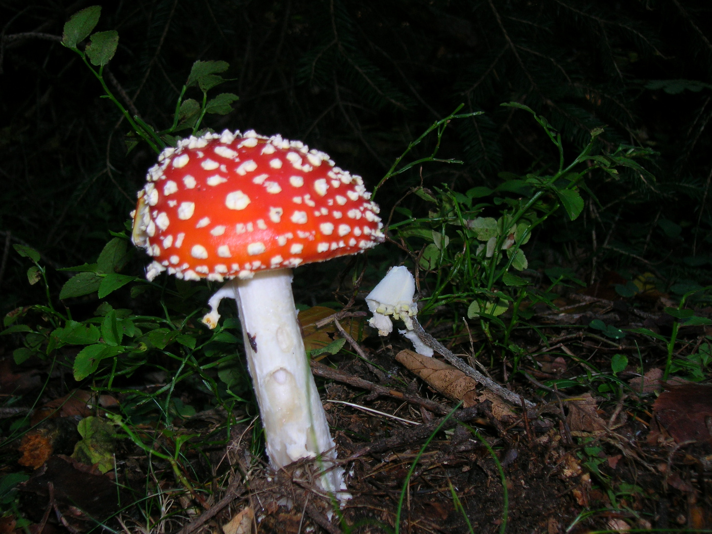 Amanita Muscaria