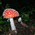 Amanita Muscaria