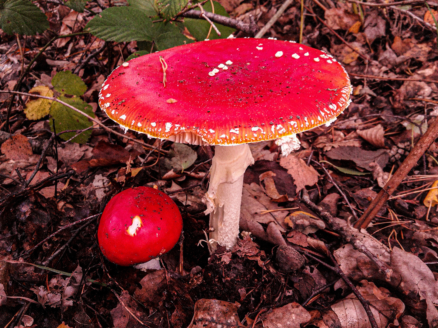 Amanita muscaria