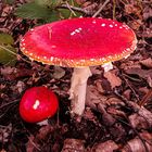 Amanita muscaria