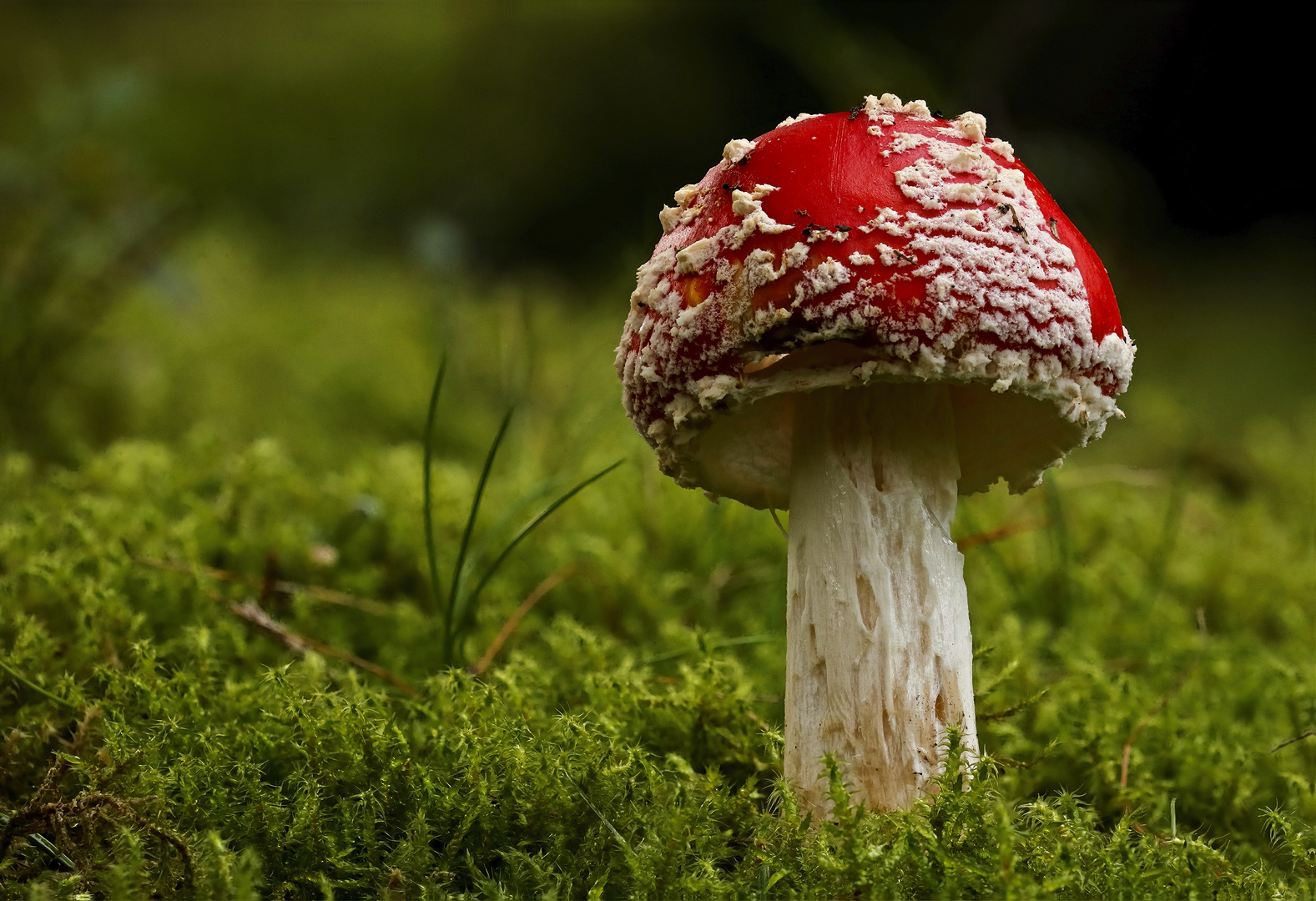 Amanita muscaria