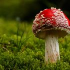 Amanita muscaria