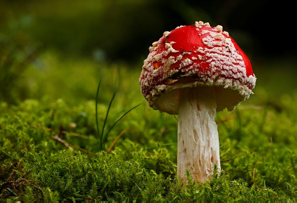 Amanita muscaria