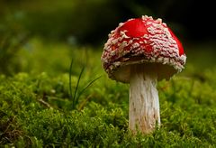 Amanita muscaria