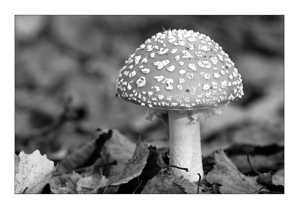 Amanita muscaria