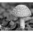 Amanita muscaria