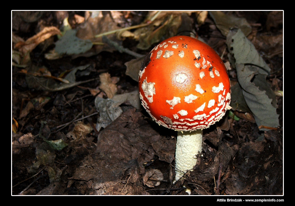 Amanita muscaria