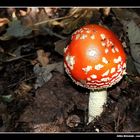 Amanita muscaria