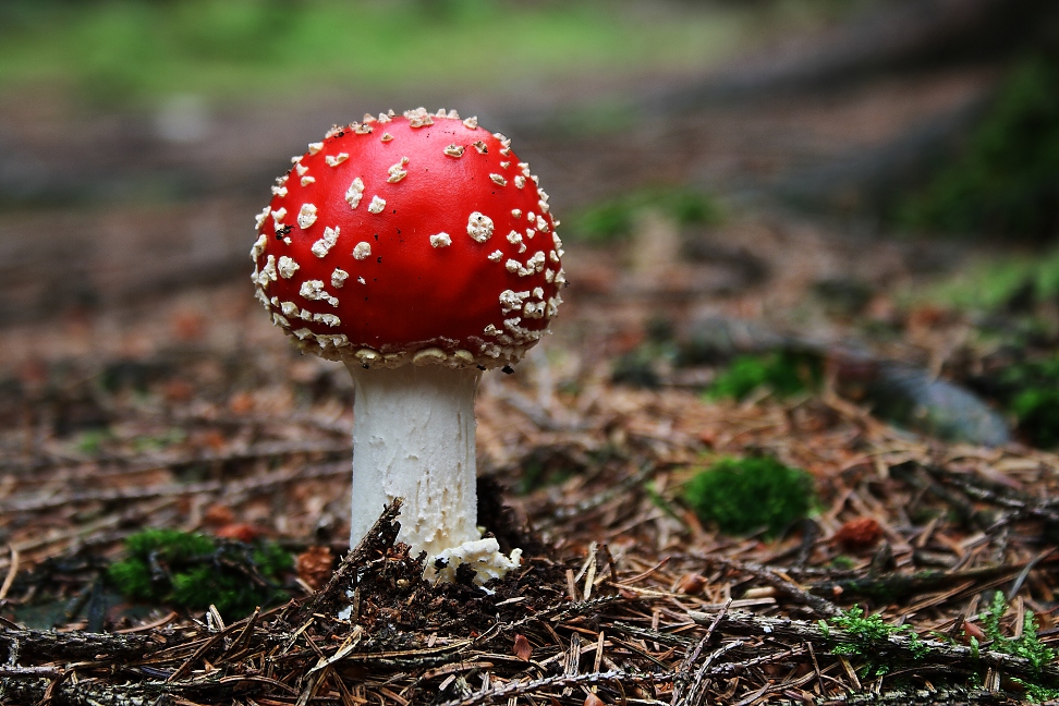 Amanita Muscaria