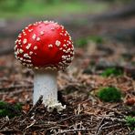 Amanita Muscaria