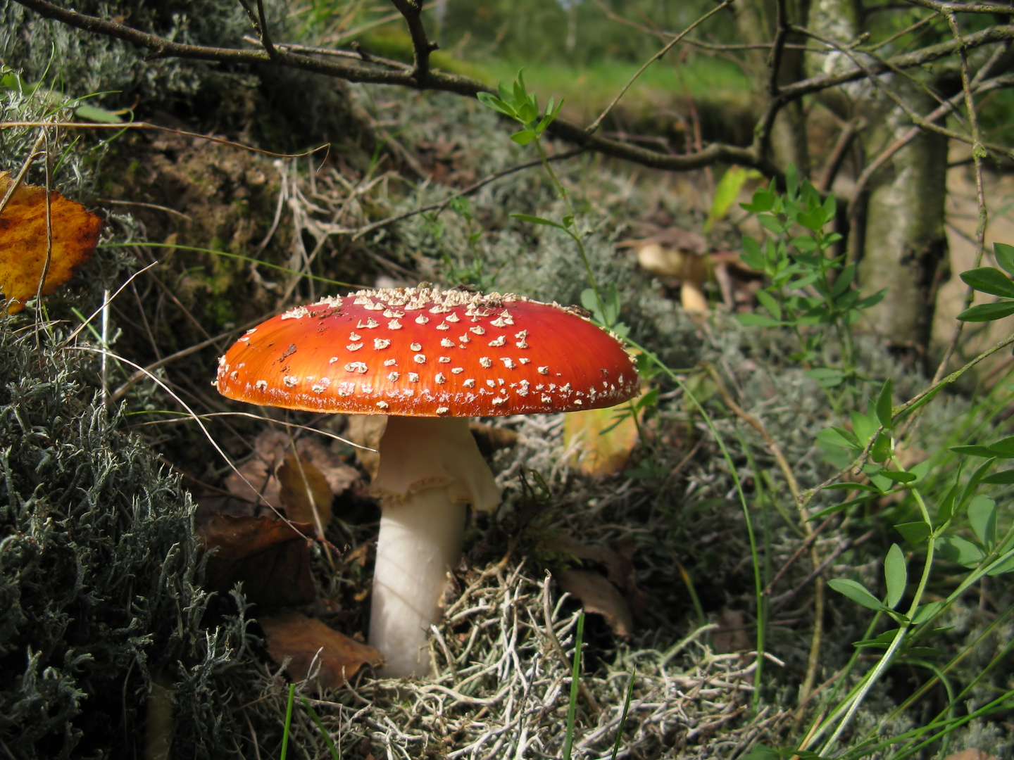 Amanita muscaria