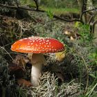 Amanita muscaria