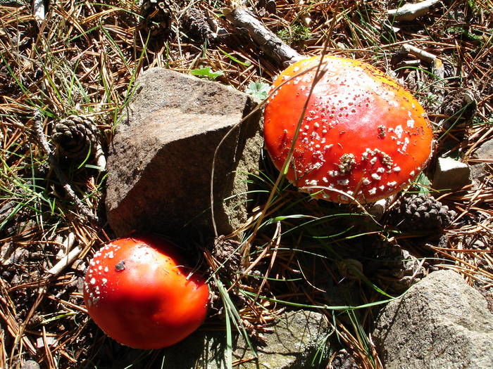 amanita muscaria