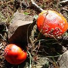 amanita muscaria