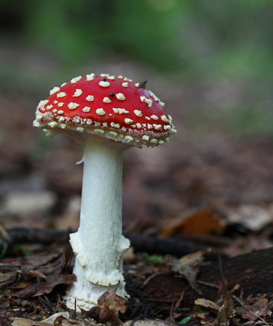 Amanita muscaria