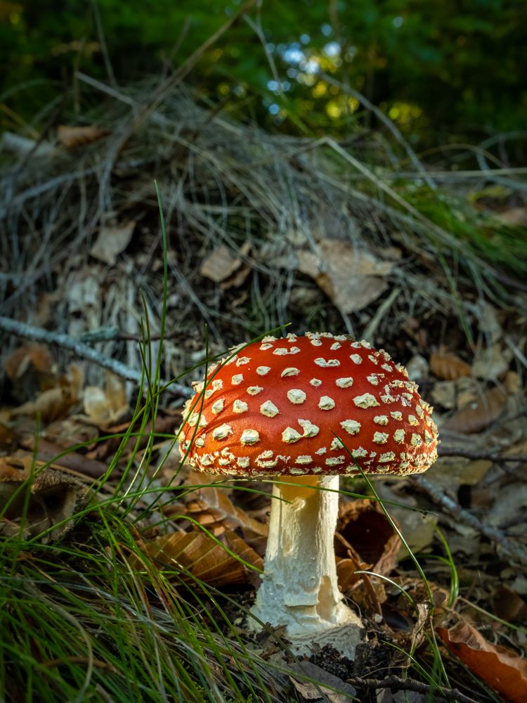 Amanita muscaria Foto & Bild pflanzen, pilze & flechten, landschaft