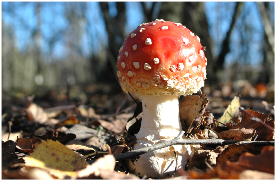 Amanita muscaria