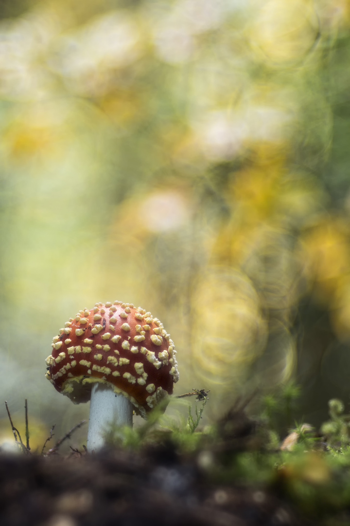 Amanita muscaria